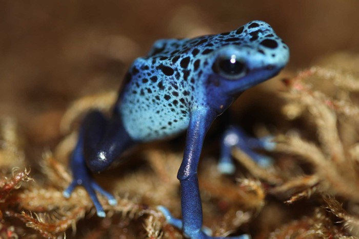 Christopher-Evers-Blue-Frog