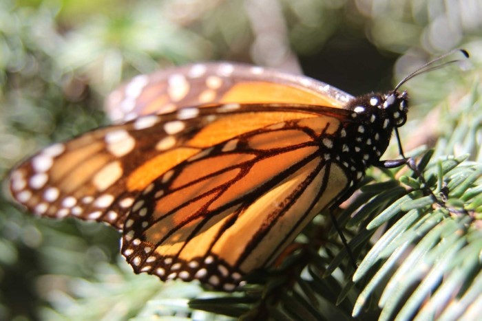 Christopher-Evers-butterfly